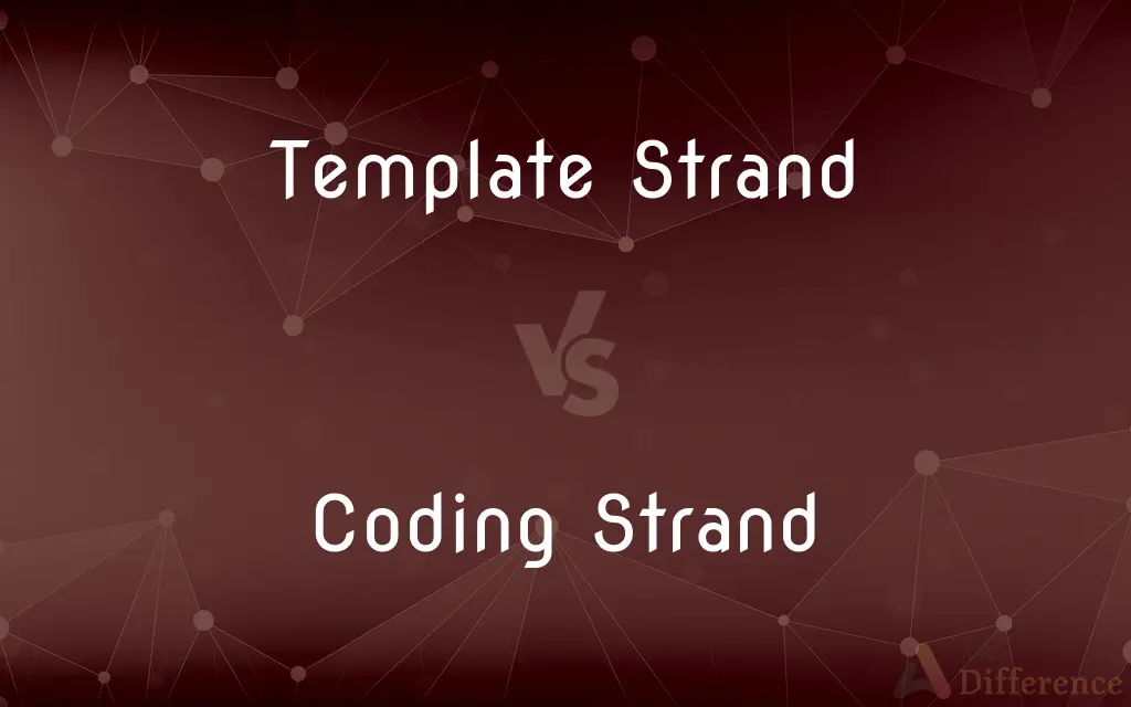 Template Strand vs. Coding Strand — What's the Difference?