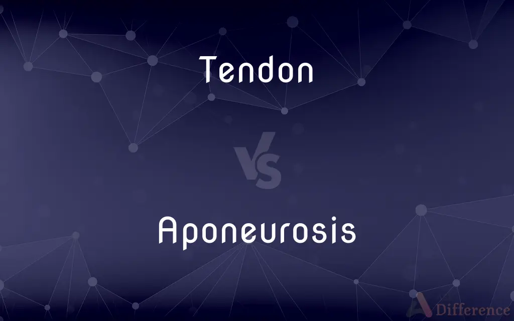 Tendon vs. Aponeurosis — What's the Difference?