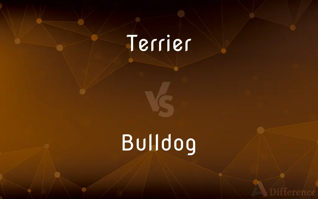 Terrier vs. Bulldog — What's the Difference?