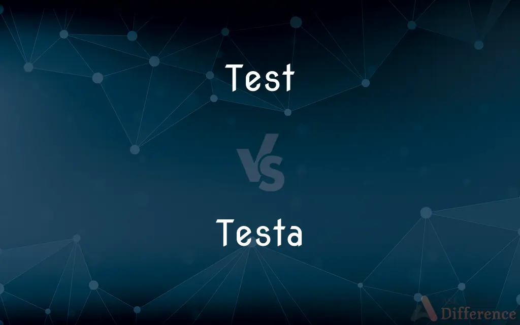 Test vs. Testa — What's the Difference?