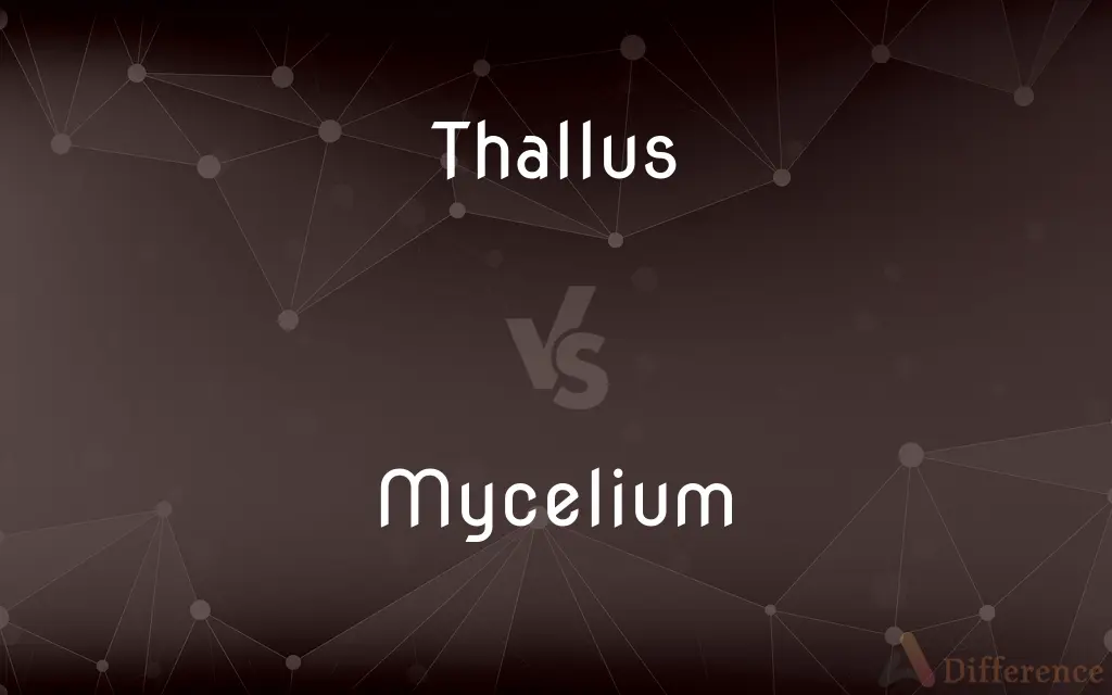 Thallus vs. Mycelium — What's the Difference?