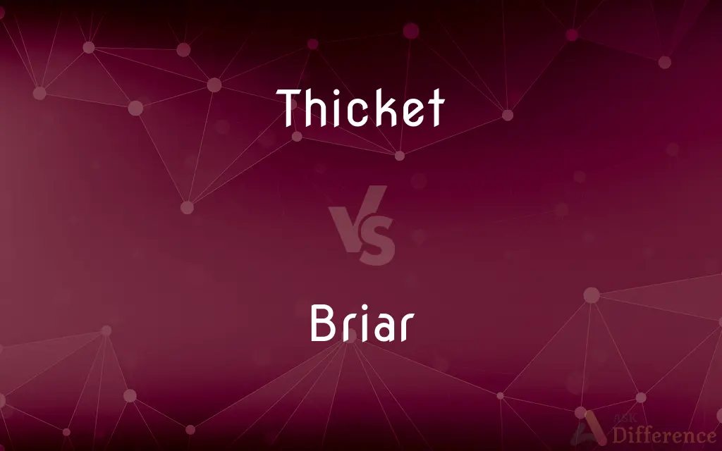 Thicket vs. Briar — What's the Difference?