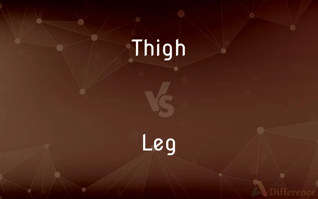 Thigh vs. Leg — What's the Difference?