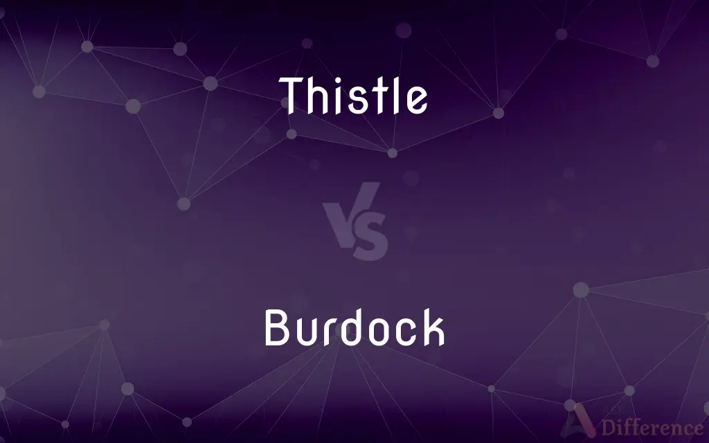 Thistle vs. Burdock — What's the Difference?