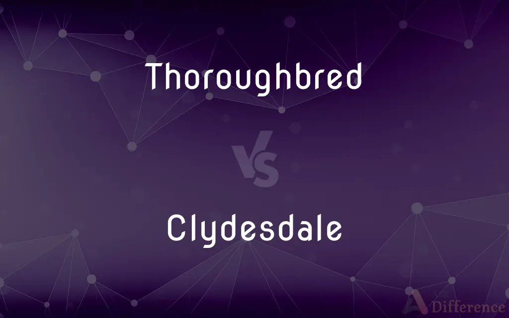 Thoroughbred vs. Clydesdale — What's the Difference?