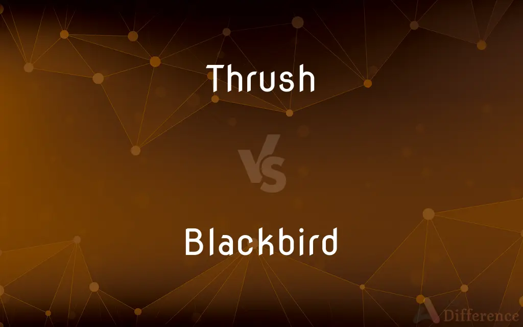 Thrush vs. Blackbird — What's the Difference?