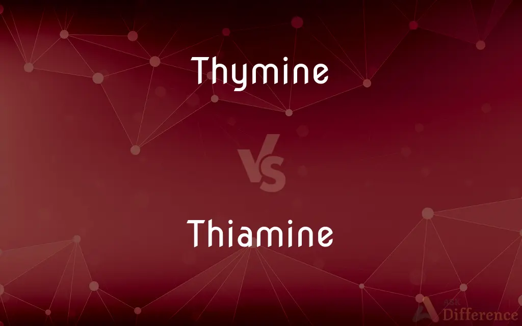 Thymine vs. Thiamine — What's the Difference?