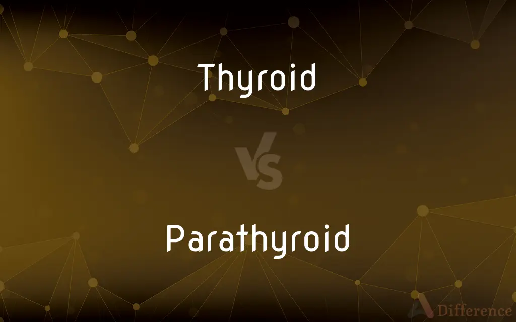 Thyroid vs. Parathyroid — What's the Difference?
