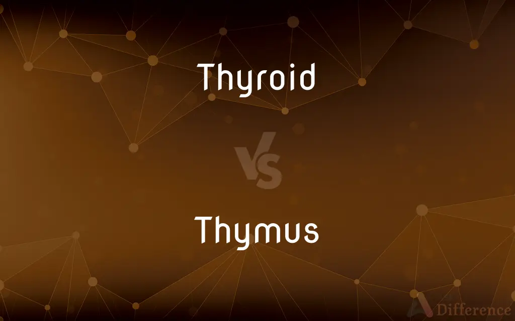 Thyroid vs. Thymus — What's the Difference?