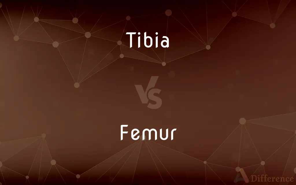 Tibia vs. Femur — What's the Difference?