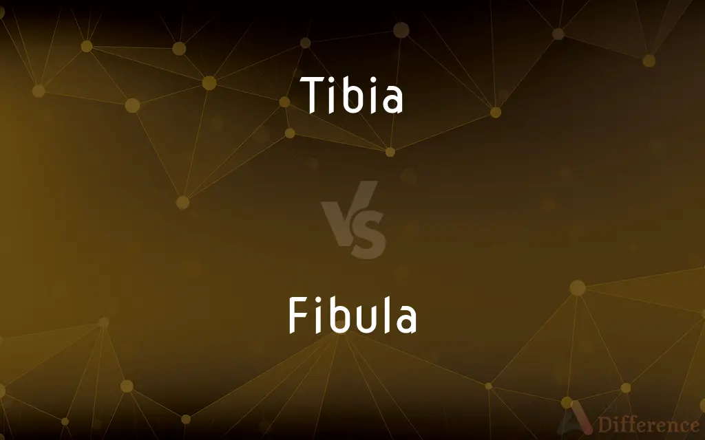 Tibia vs. Fibula — What's the Difference?