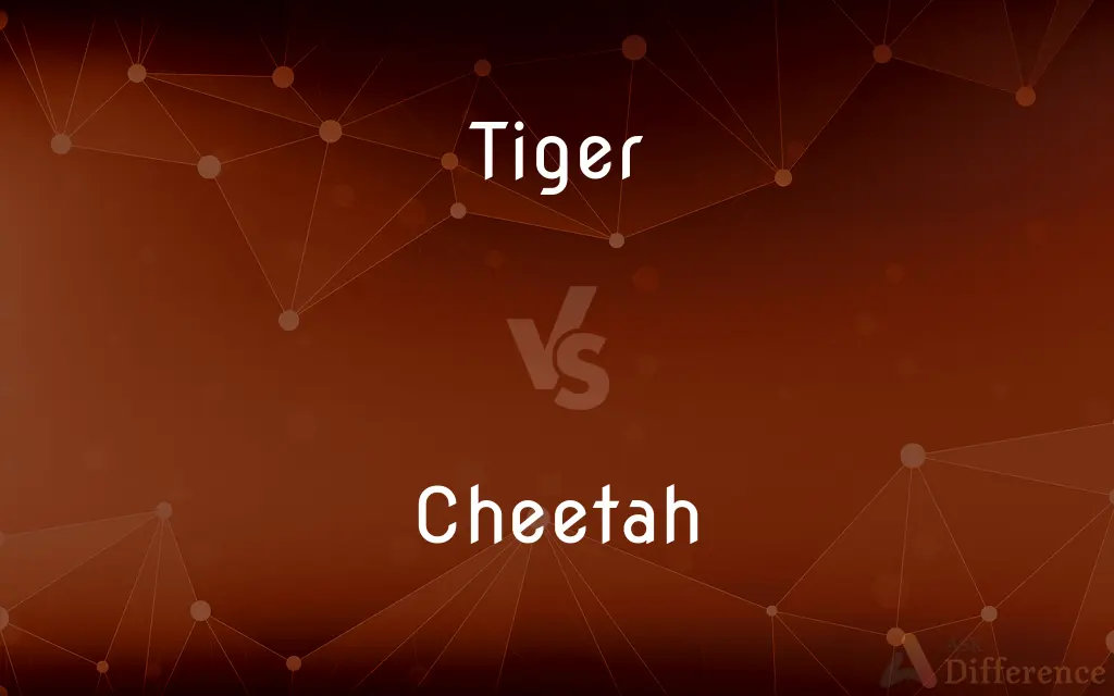 Tiger vs. Cheetah — What's the Difference?