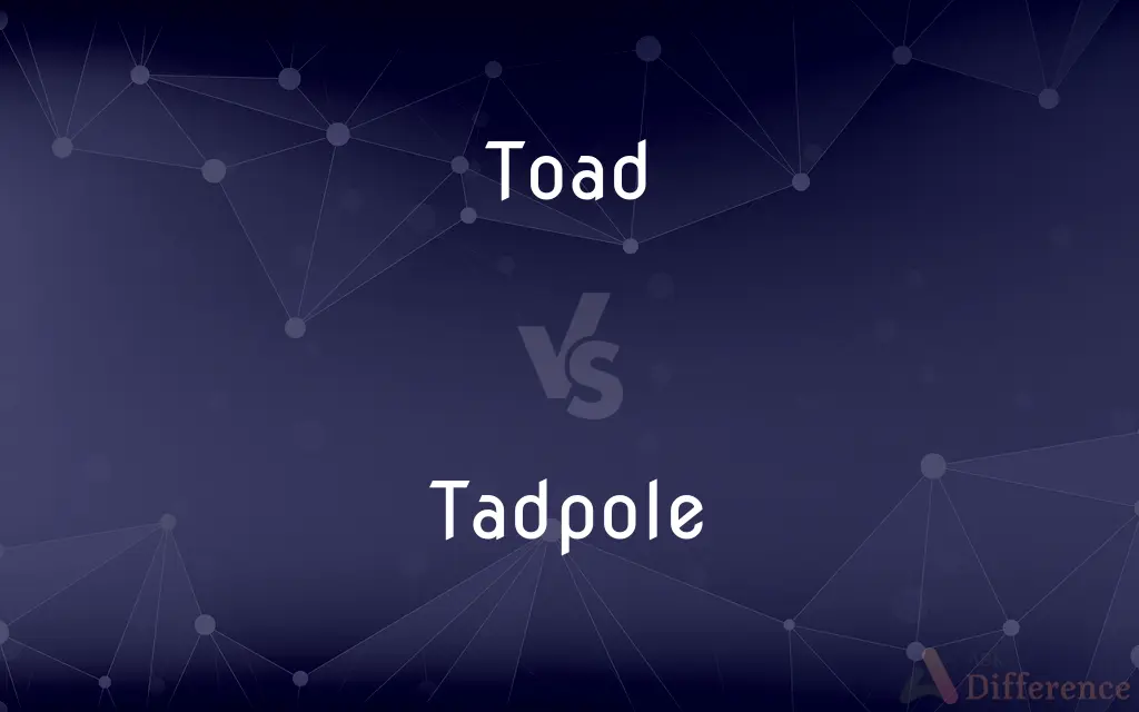 Toad vs. Tadpole — What's the Difference?