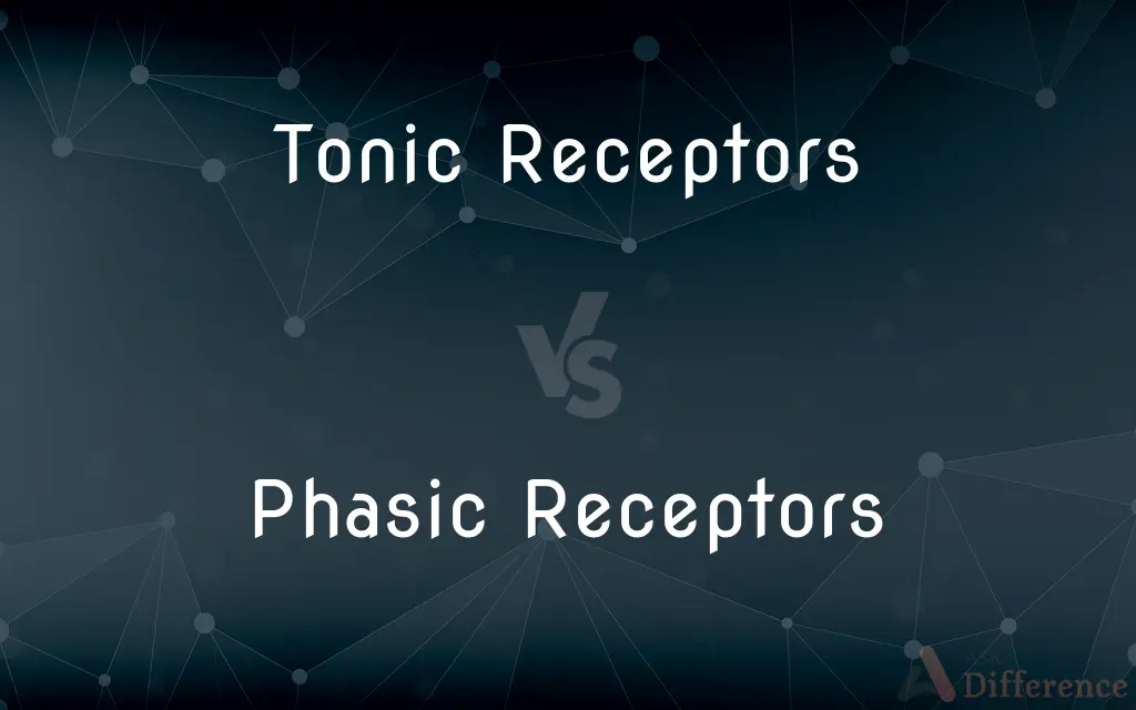 Tonic Receptors vs. Phasic Receptors — What's the Difference?