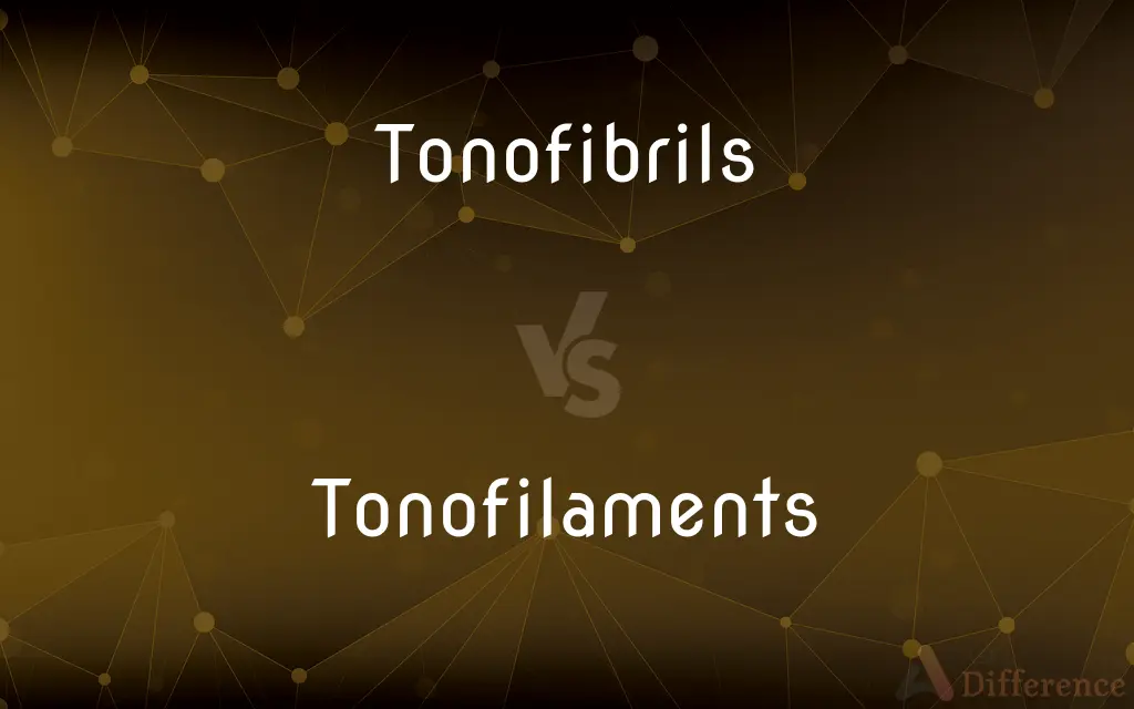 Tonofibrils vs. Tonofilaments — What's the Difference?