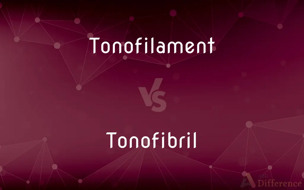 Tonofilament vs. Tonofibril — What's the Difference?