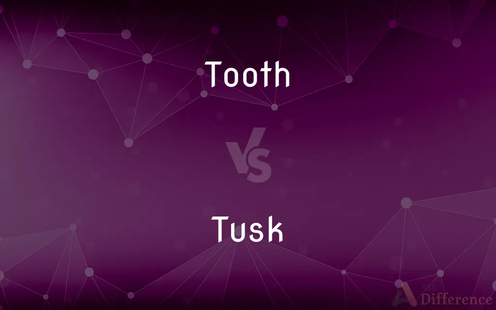 Tooth vs. Tusk — What's the Difference?
