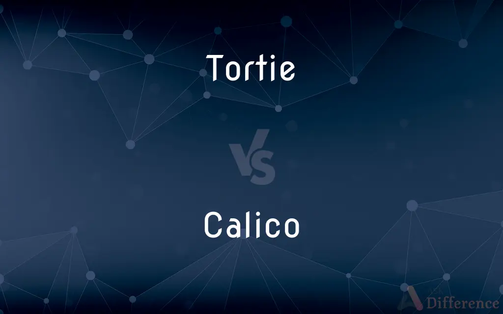 Tortie vs. Calico — What's the Difference?