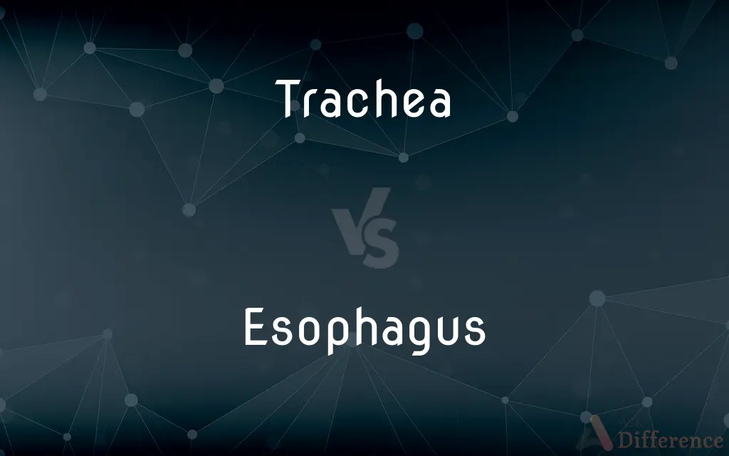 Trachea vs. Esophagus — What's the Difference?