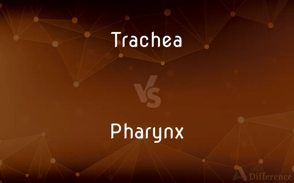 Trachea vs. Pharynx — What's the Difference?