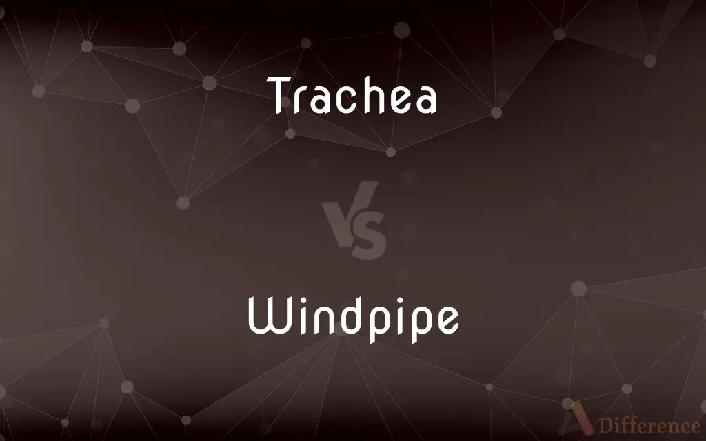 Trachea vs. Windpipe — What's the Difference?