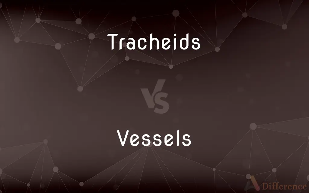 Tracheids vs. Vessels — What's the Difference?
