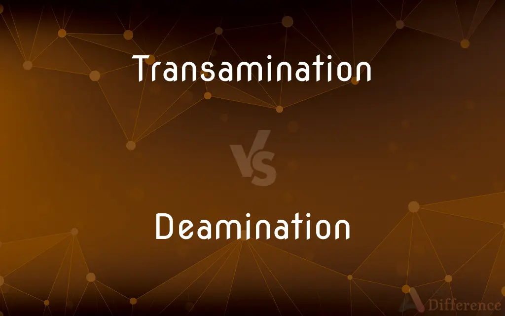 Transamination vs. Deamination — What's the Difference?