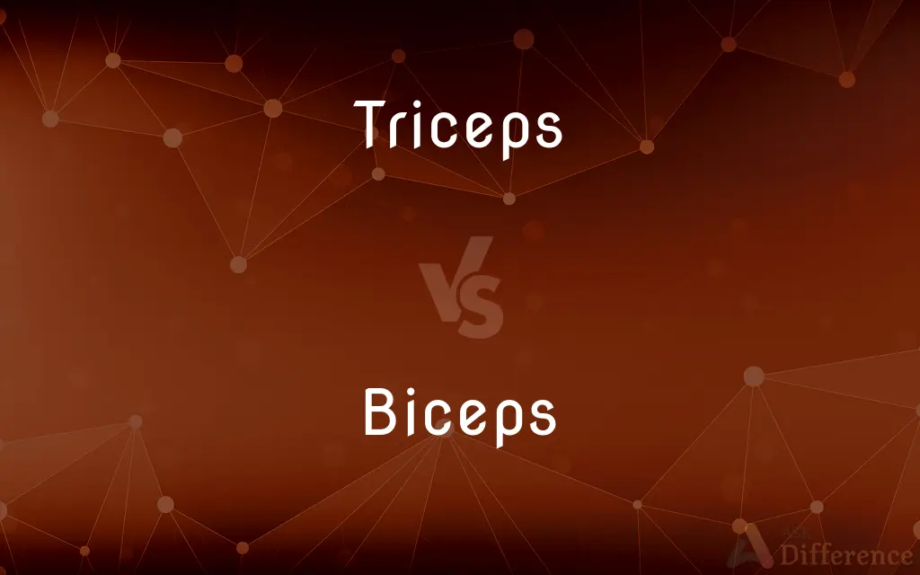Triceps vs. Biceps — What's the Difference?