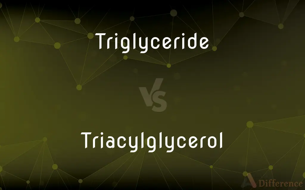 Triglyceride vs. Triacylglycerol — What's the Difference?