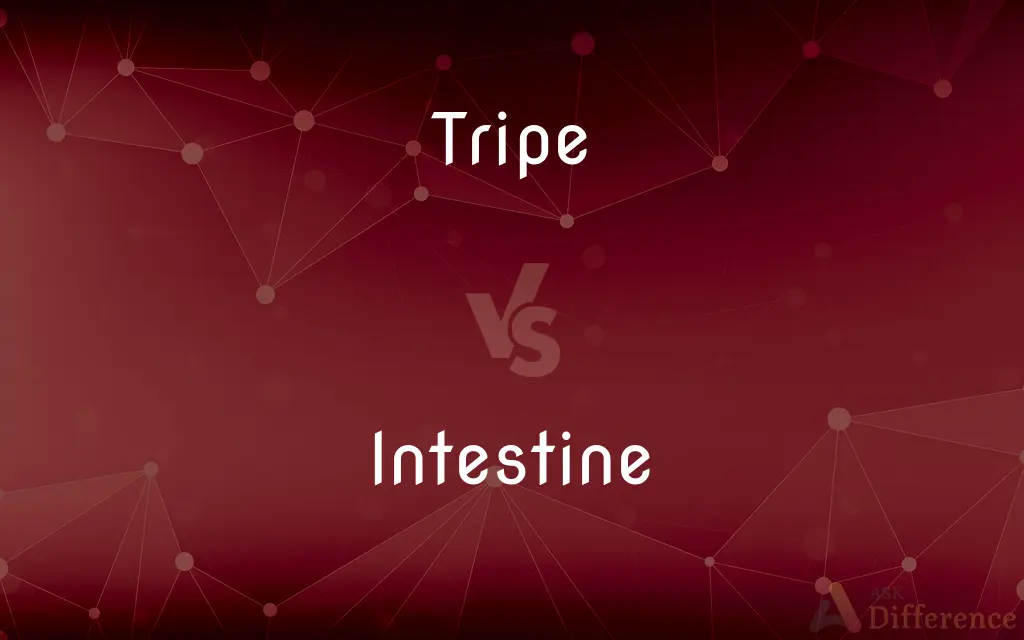 Tripe vs. Intestine — What's the Difference?