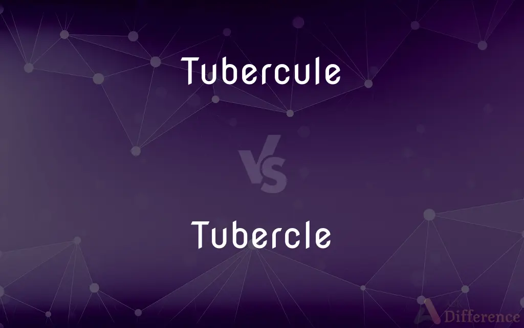 Tubercule vs. Tubercle — What's the Difference?