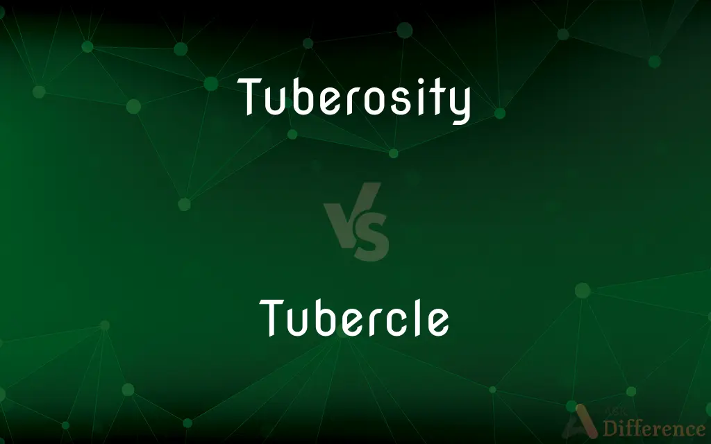 Tuberosity vs. Tubercle — What's the Difference?