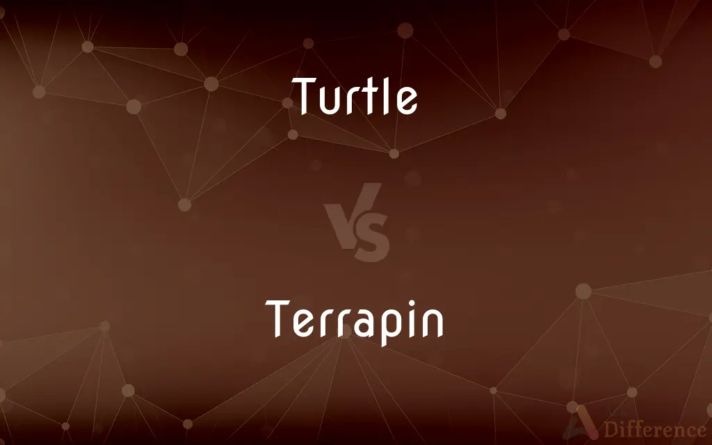 Turtle vs. Terrapin — What's the Difference?
