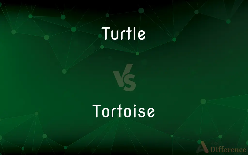 Turtle vs. Tortoise — What's the Difference?