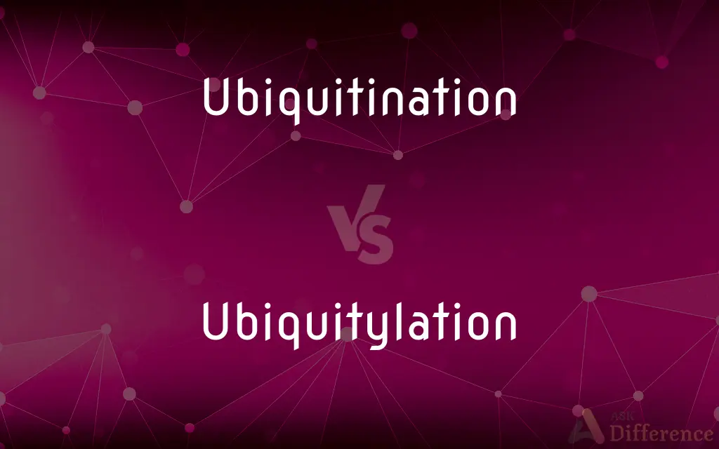 Ubiquitination vs. Ubiquitylation — What's the Difference?