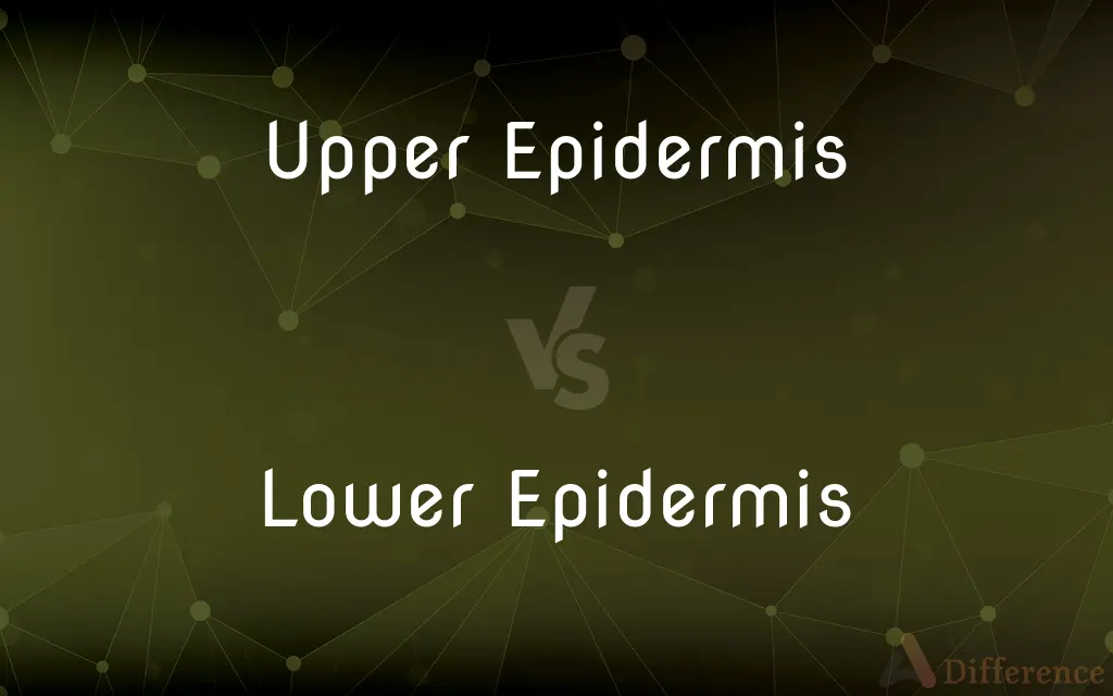 Upper Epidermis vs. Lower Epidermis — What's the Difference?