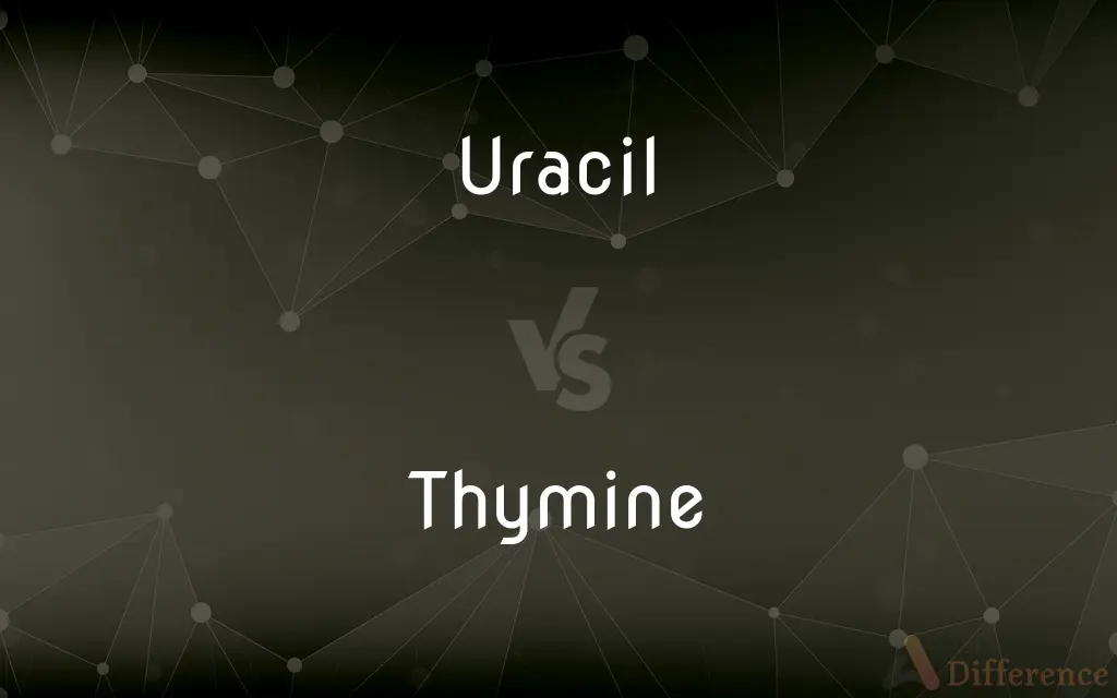 Uracil vs. Thymine — What's the Difference?