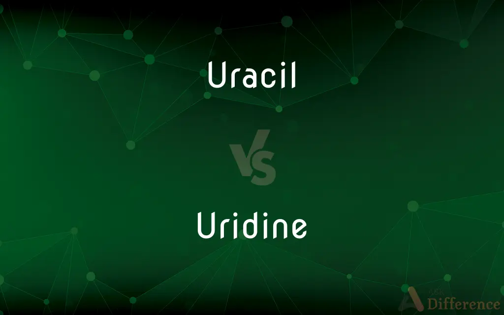 Uracil vs. Uridine — What's the Difference?