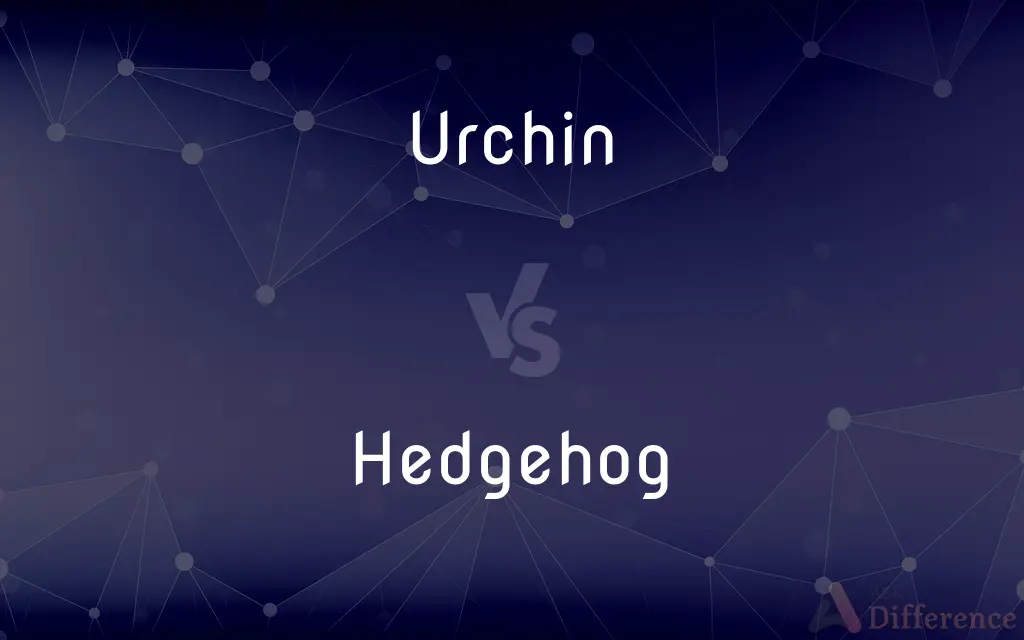 Urchin vs. Hedgehog — What's the Difference?