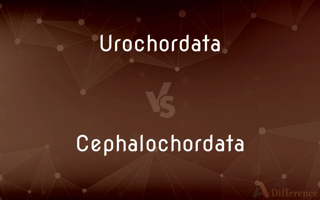 Urochordata vs. Cephalochordata — What's the Difference?