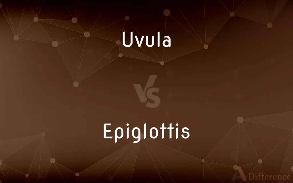 Uvula vs. Epiglottis — What's the Difference?