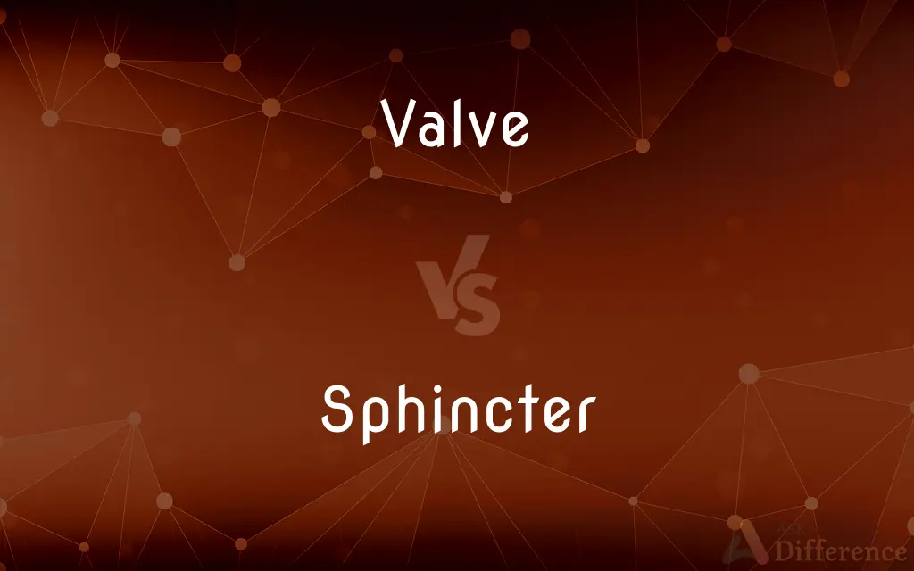 Valve vs. Sphincter — What's the Difference?