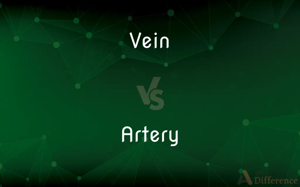 Vein vs. Artery — What's the Difference?