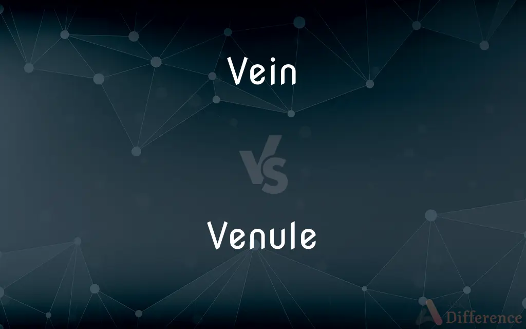Vein vs. Venule — What's the Difference?