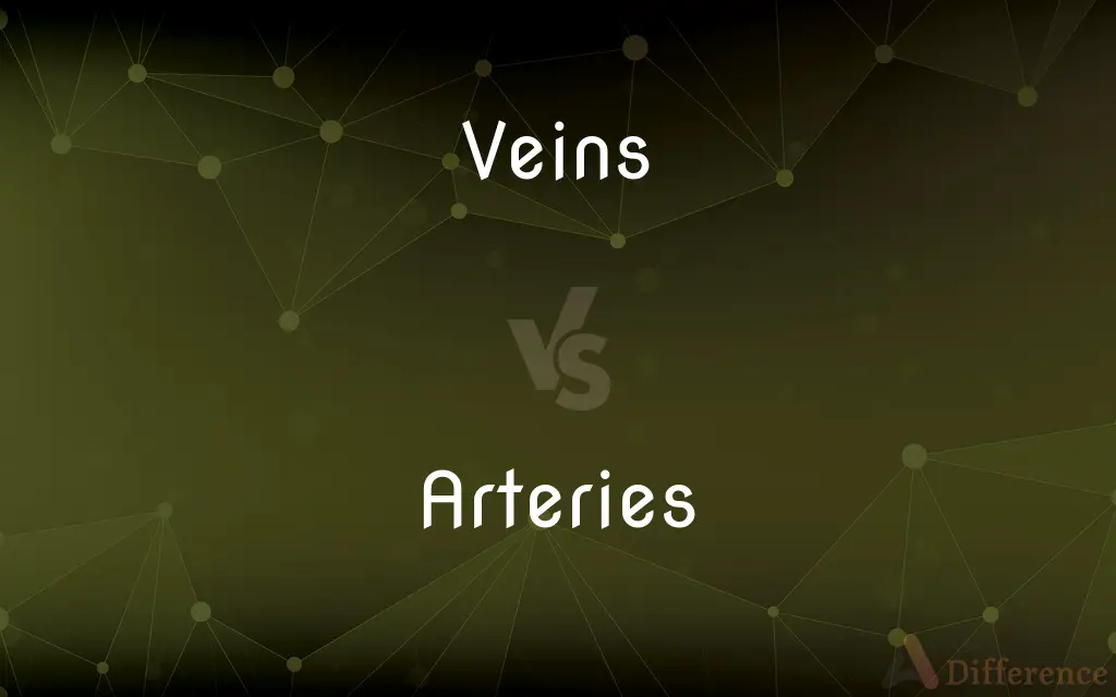 Veins vs. Arteries — What's the Difference?