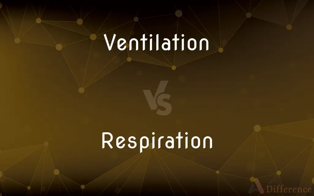 Ventilation vs. Respiration — What's the Difference?