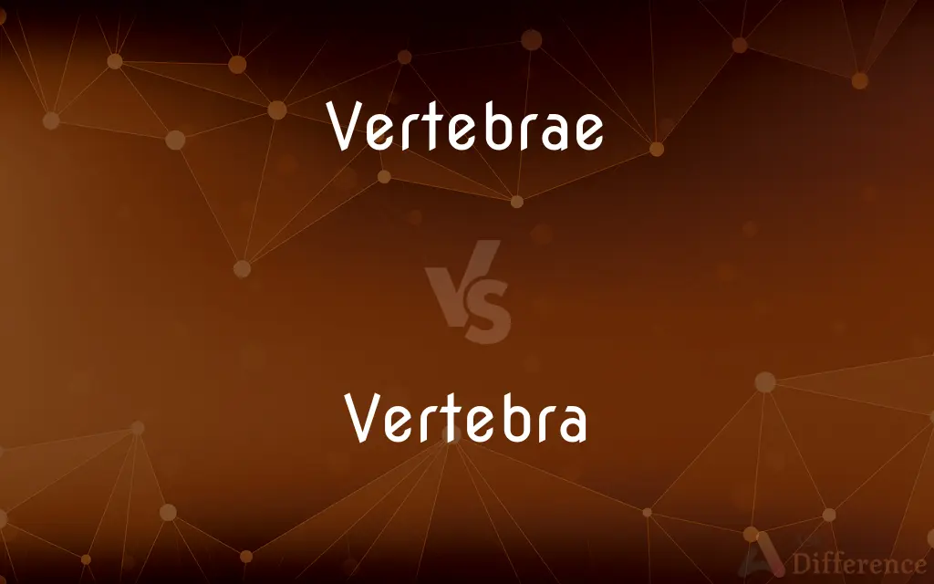 Vertebrae vs. Vertebra — What's the Difference?