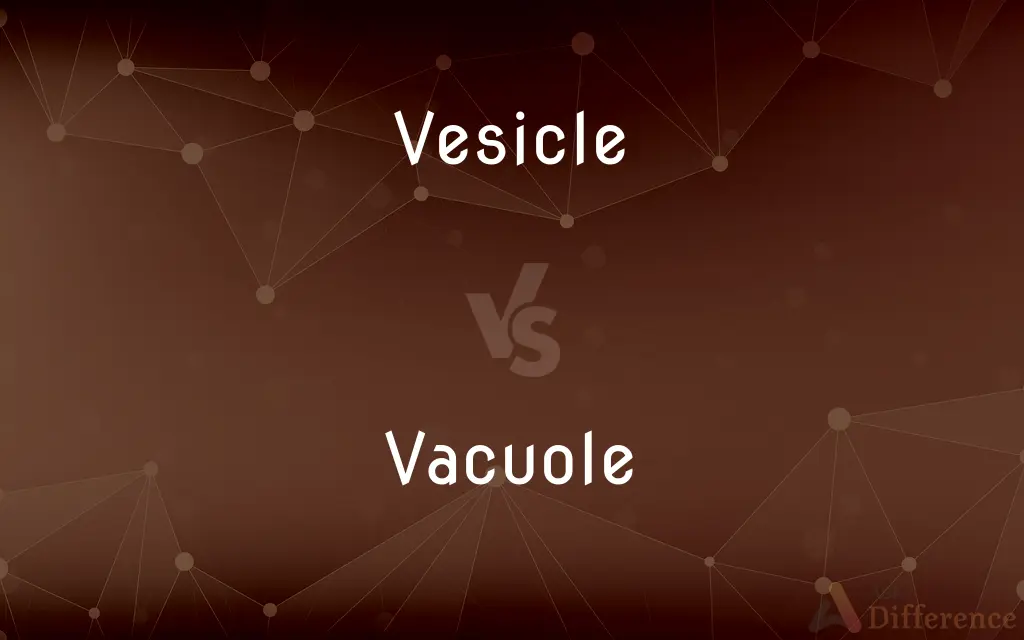 Vesicle vs. Vacuole — What's the Difference?