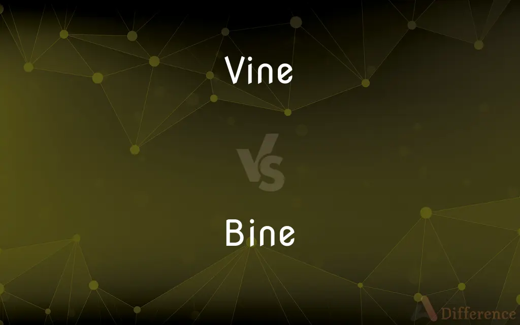 Vine vs. Bine — What's the Difference?