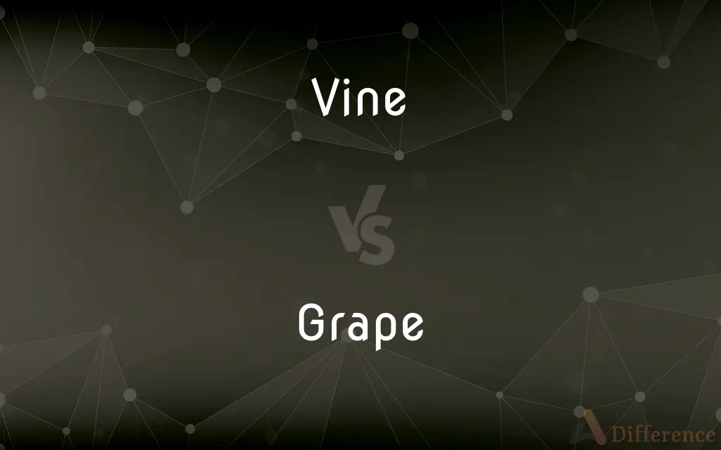 Vine vs. Grape — What's the Difference?